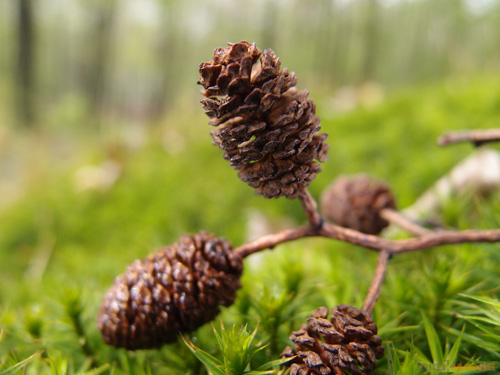 Olympus XZ-1: trefa do černého