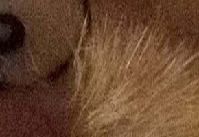 Fujifilm X-S1: jedinečný