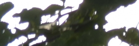 Nikon AF-S DX NIKKOR 55-200mm f/4-5.6G IF-ED VR