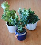 Umax AstraPix 430: Šikovný, malý a levný foťáček!