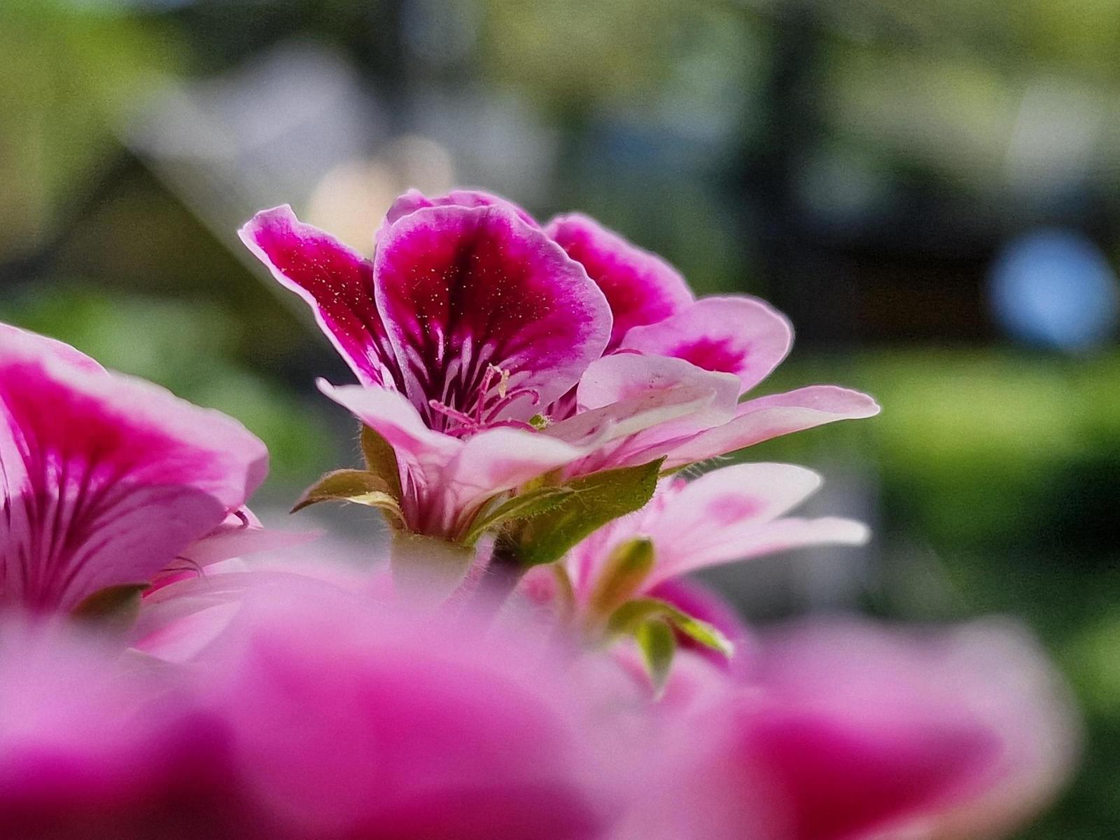 Samsung Galaxy S22 Ultra: pětioký fotografický král?