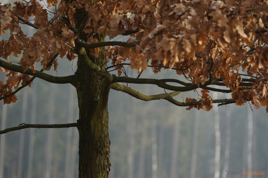 Sony SAL-70400G (70-400mm F4-5,6 SSM G)