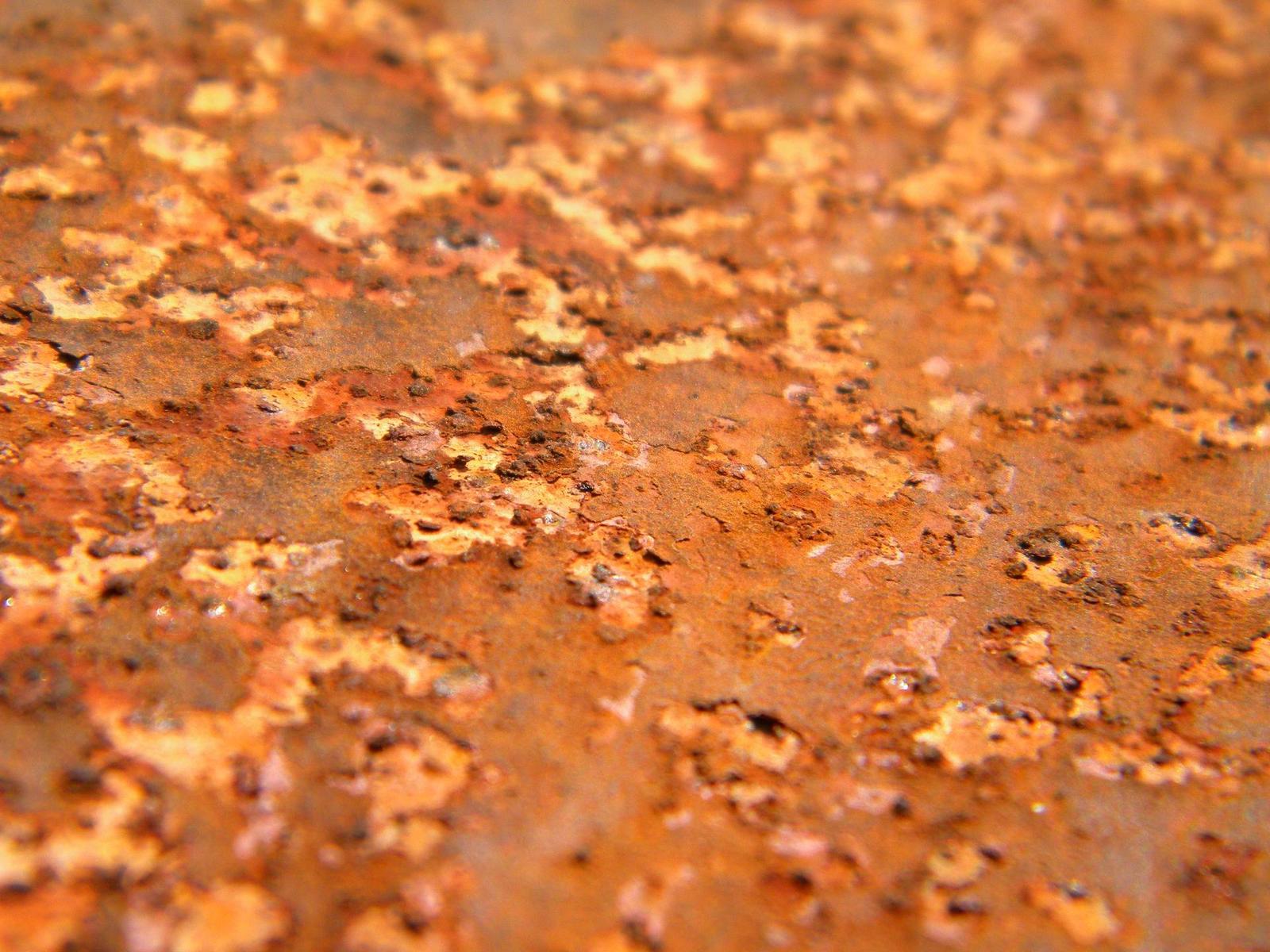 Nikon Coolpix L100: lovec hmyzu