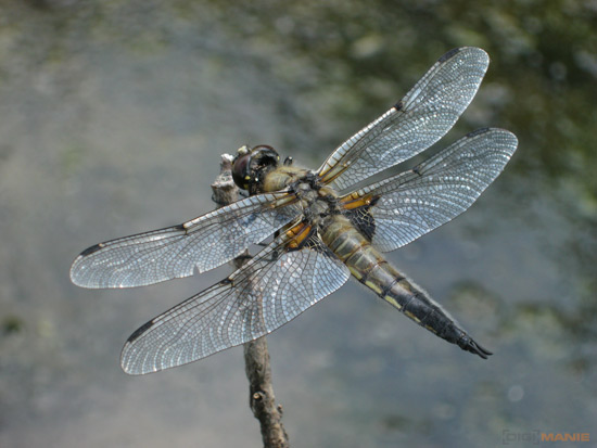 Fotíme s Koalou: Zvířátka