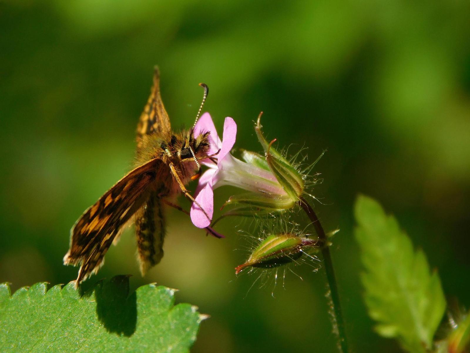 Nikon Coolpix L840: makroborec s 38x zoomem