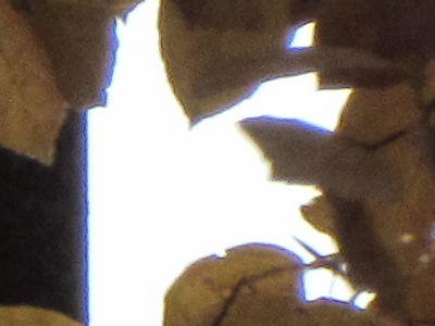 Canon PowerShot SX30 IS: sebevědomý rekordman