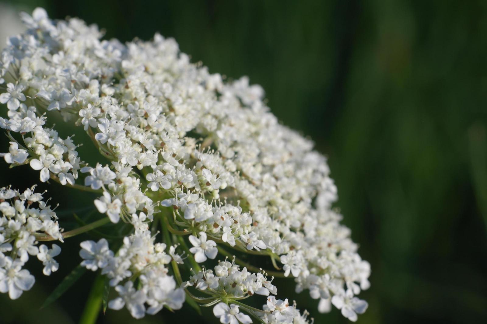 Minolta MC Rokkor-PF 50mm F1.7 (MC/MD)