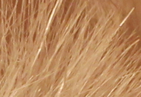 Canon EOS 60D: na pomezí dvou světů