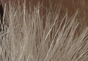 Canon PowerShot G15: lépe už to (asi) nepůjde