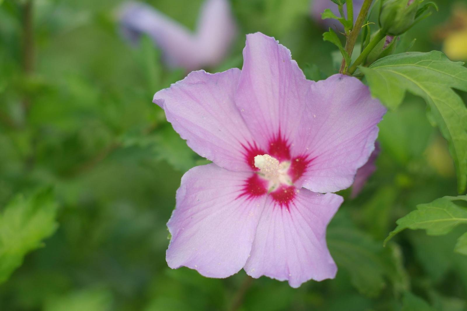 Minolta MC Rokkor-PF 55mm F1.7 (MD)