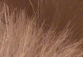 Panasonic Lumix FZ200: ultrazoomové překvapení roku