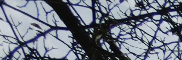 Panasonic Leica Summilux DG 9mm f/1.7 ASPH.