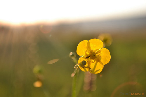 Nikon 18-55mm f/3,5-5,6G AF-S DX VR