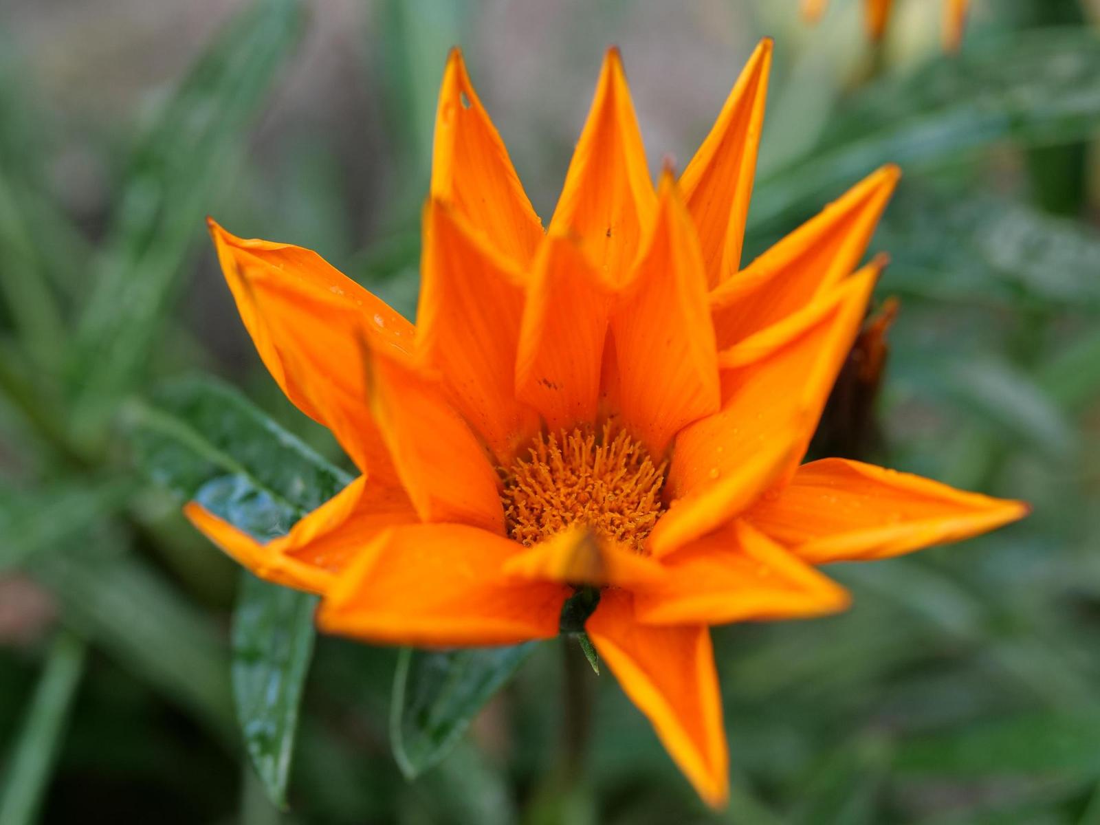 Panasonic Lumix GH5 II: nejen pro vloggery