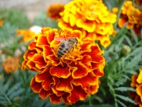 Sony Cyber-shot DSC-P200: Půlkruhová sedmička