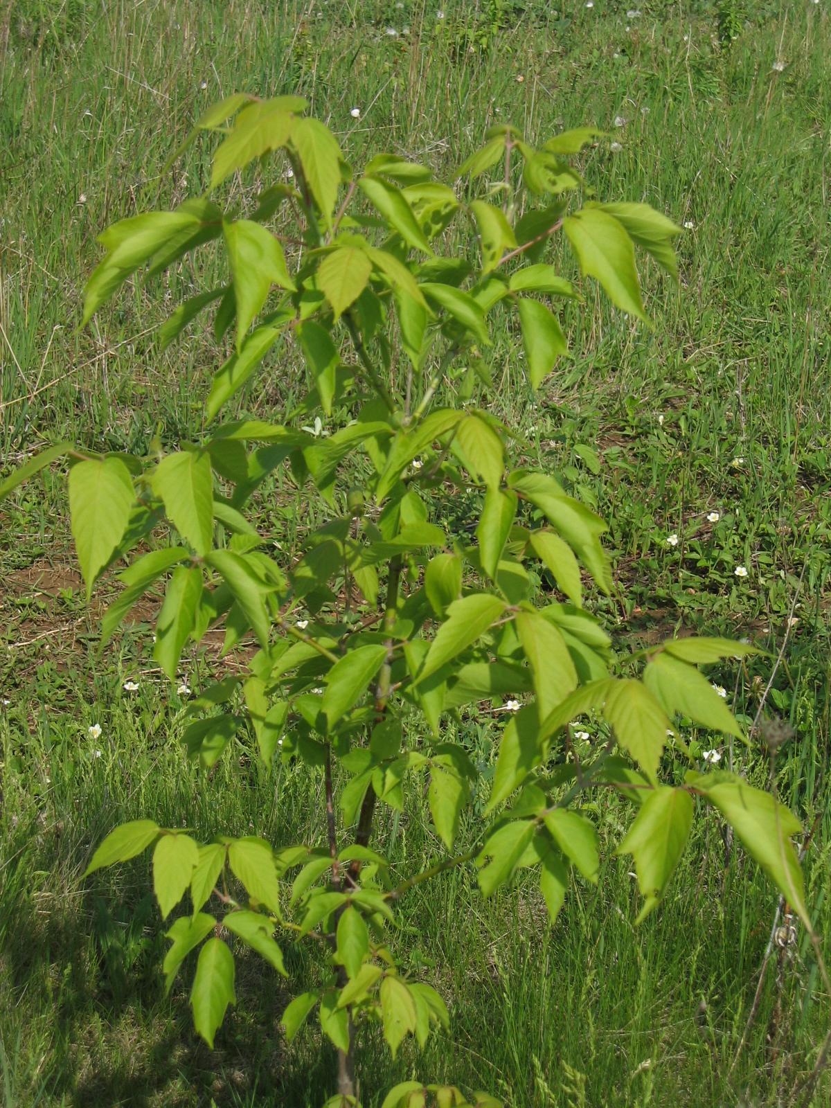 Canon PowerShot S50: Pětimilionový foťák!