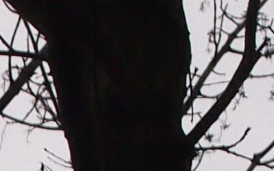 Olympus M.Zuiko Digital 45mm 1:1.8