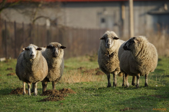 Sony SAL-70400G (70-400mm F4-5,6 SSM G)