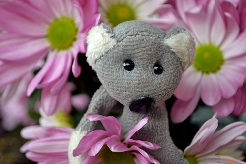 Fotíme s Koalou: ISO citlivost