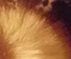 BenQ DC T1260: přítel citlivé peněženky