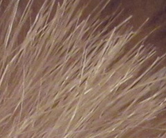 Canon PowerShot SX120 IS: zraje jako víno