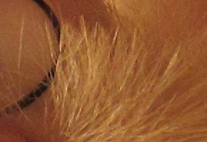 Canon PowerShot SX160 IS: více megapixelů i zoomu