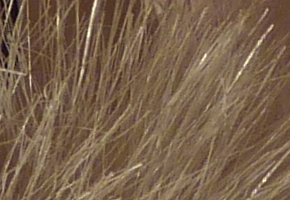 Panasonic Lumix FZ48 a FZ150: legenda pokračuje