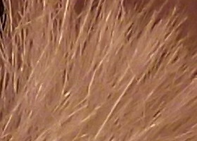 Fujifilm FinePix T200: nejlevnější ultrazoom Fuji