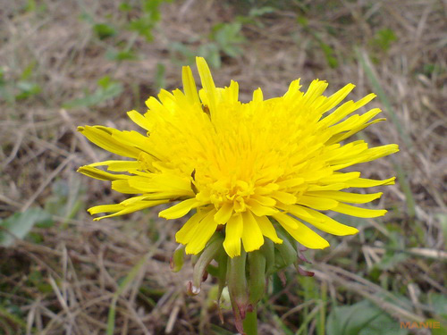 Nokia N86 8MP: s objektivem od profíka