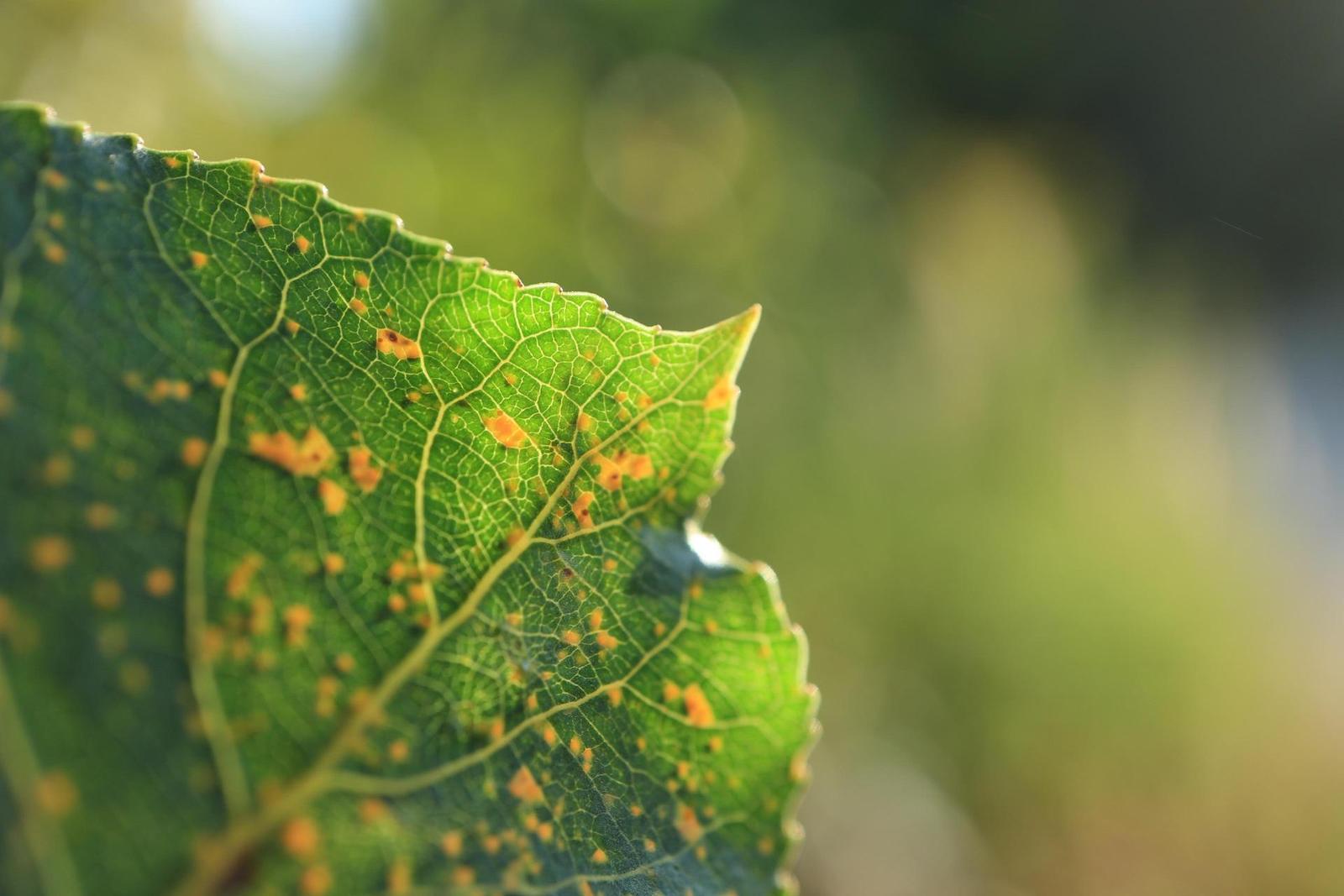 Canon EF-M 28mm f/3.5 Macro IS STM