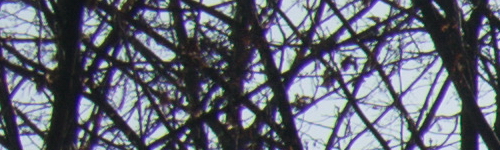 Nikon AF-P NIKKOR 18-55mm f/3.5-5.6G VR