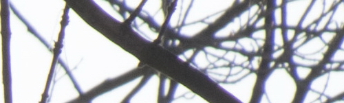 Canon EF-S 18-135mm f/3.5-5.6 IS Nano USM