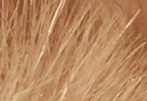 Canon EOS 60D: na pomezí dvou světů