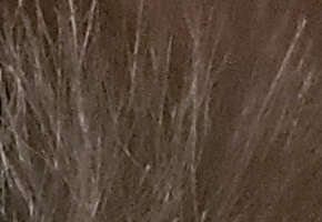 Olympus PEN E-PL5: s výkonnějším srdcem