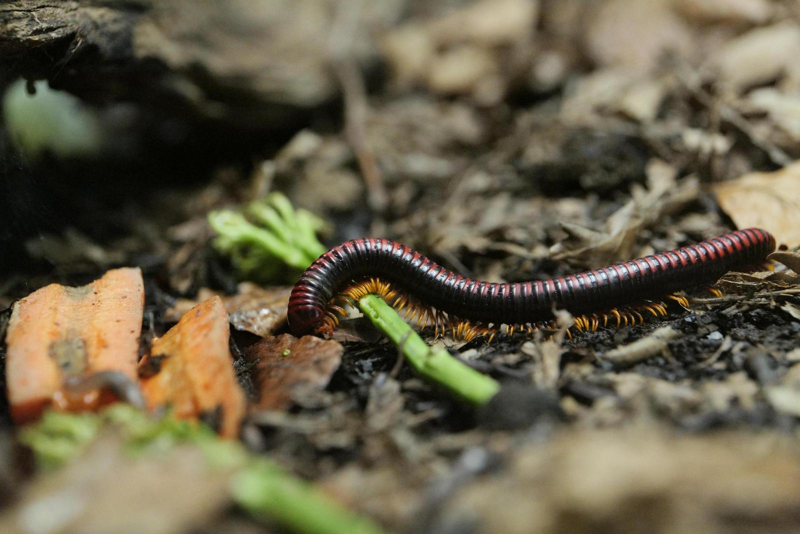 Panasonic Lumix S1R: sebevědomý vstup do FF