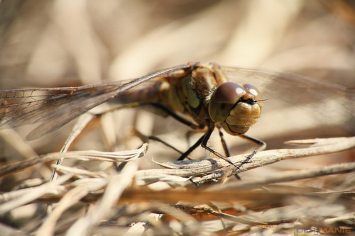 Canon EOS 550D: třídní premiant