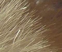 Samsung ST1000: nabitý technologiemi