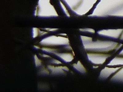 Panasonic Lumix FZ45 a FZ100: na vrcholu