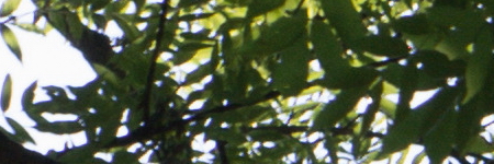 Minolta MC Rokkor-PF 50mm F1.7 (MC/MD)