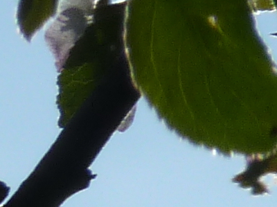 Panasonic Lumix TZ10: kapesní dělo