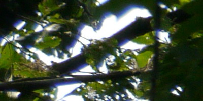 Panasonic Lumix G Vario 100-300mm F4-5,6