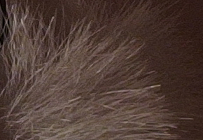 Olympus Stylus XZ-2: jednoduše skvělý