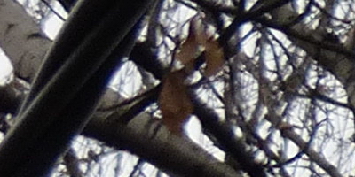 Panasonic Lumix FZ200: ultrazoomové překvapení roku