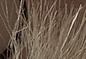 Nikon Coolpix S8200: kapesní mikroskop