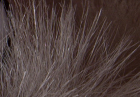 Nikon D600: vynikající vstup do světa full frame