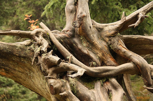 Canon EOS 550D: třídní premiant