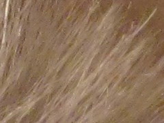 Canon PowerShot A800: šikula za pár stovek