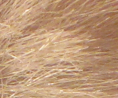 Canon PowerShot SX1 IS vs. SX10 IS: souboj CMOS a CCD