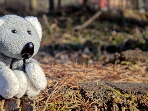 Fotíme s Koalou: Základy kompozice