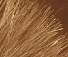 Sony SLT-A33: přesvědčivý revolucionář